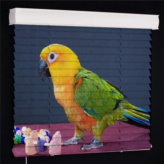 Parrot Animal Print Venetian Blinds Design